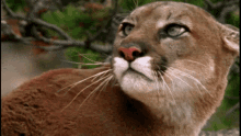 Lion-puma.gif