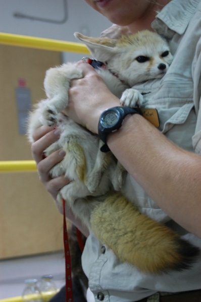 File:Jennica-Fennec.jpg