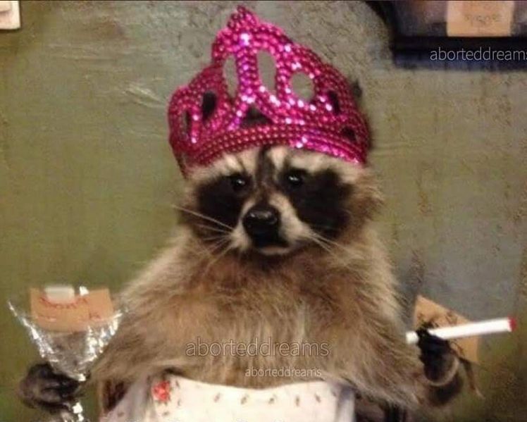 File:Mittens!.jpg