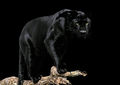 Thumbnail for version as of 05:04, 21 March 2012