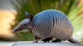 Jennica-Armadillo.jpg