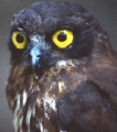Thumbnail for version as of 13:39, 9 April 2015