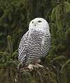 Thumbnail for version as of 05:07, 12 February 2011