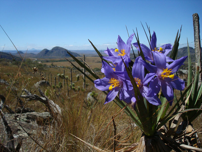File:Canela-de-ema.jpg